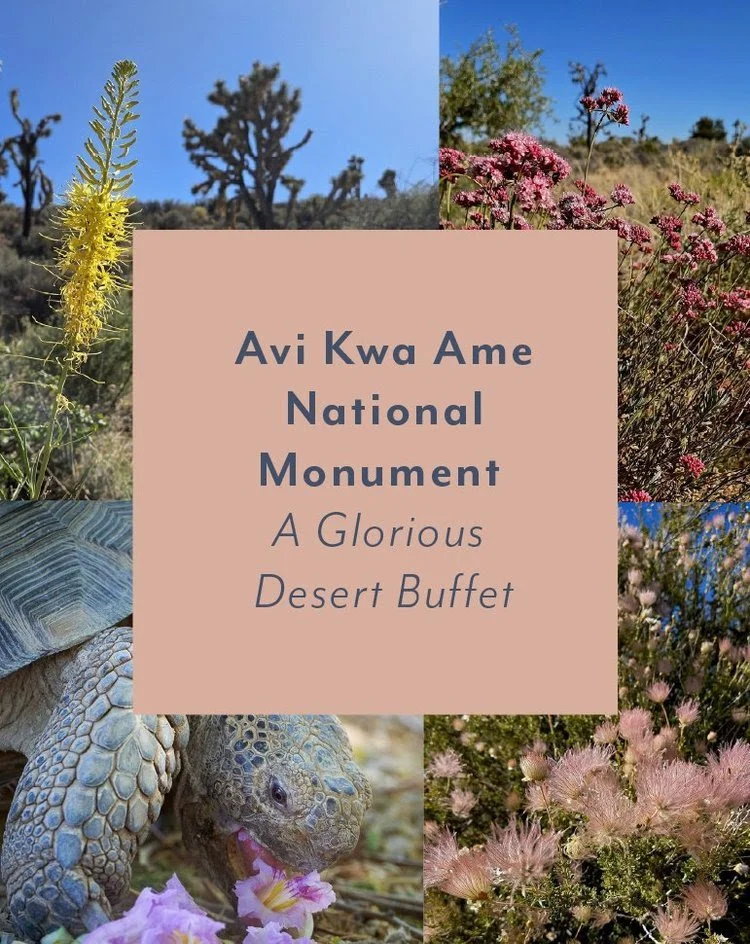 Avi Kwa Ame National Monument ~ A Glorious Desert Buffet
