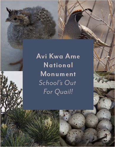Avi Kwa Ame National Monument ~ School’s Out For Quail