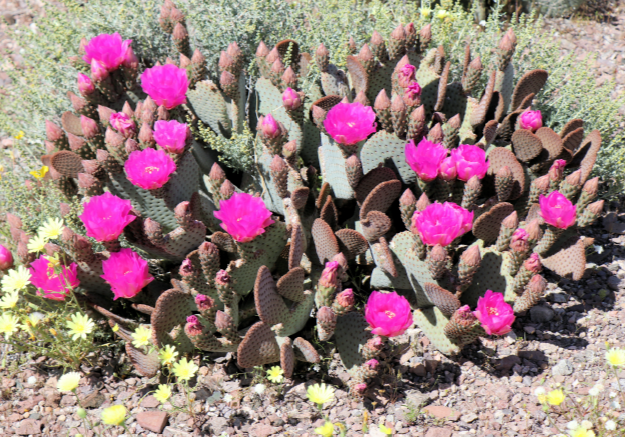 Beavertail cactus (photo by A. O'Neill)