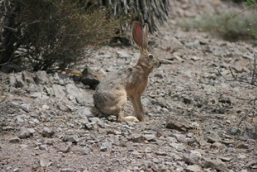 Black-tailed jackrabbit (photo by X. Glaudas)