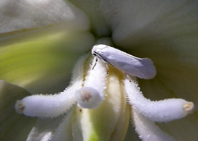 Yucca moth (photo by A. Cooper)