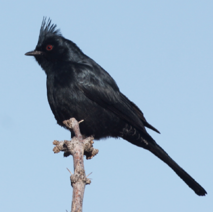 Phainopepla (photo by A. Ambos)