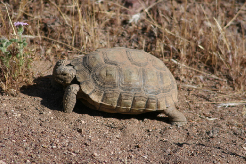 Desert Tortoise (photo by X. Glaudas)