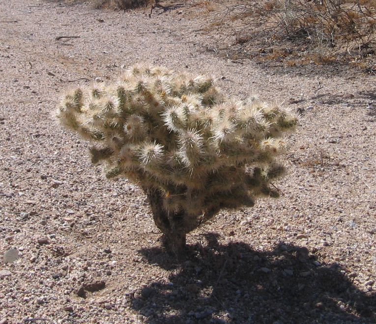 Silver cholla