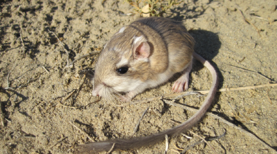 Kangaroo rat (photo by T. Jezkova)