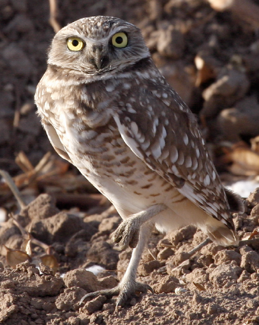 Burrowing owl (photo by A. Ambos)