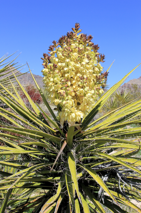 Mojave yucca (photo by A. O'Neill)