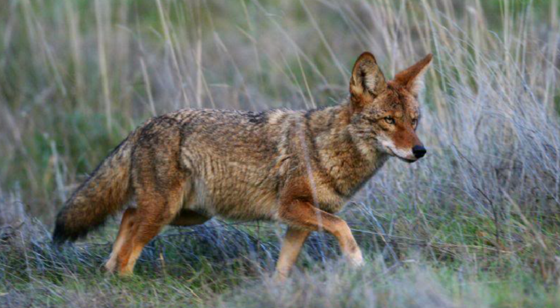 Coyote (photo by D. Hutcheson)