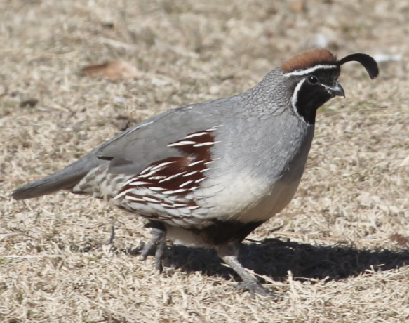 Gambel's quail (photo by A. Ambos)