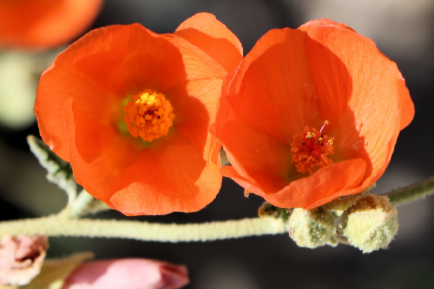 Globe mallow (photo by A. O'Neill)