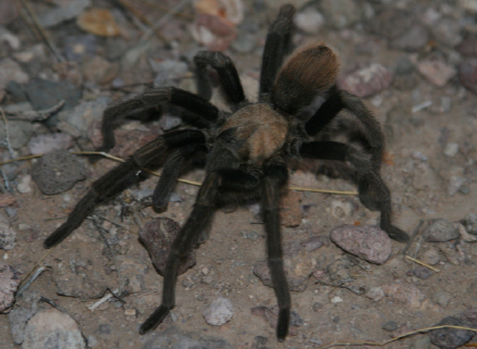 Western desert tarantula (photo by B. Reynolds)