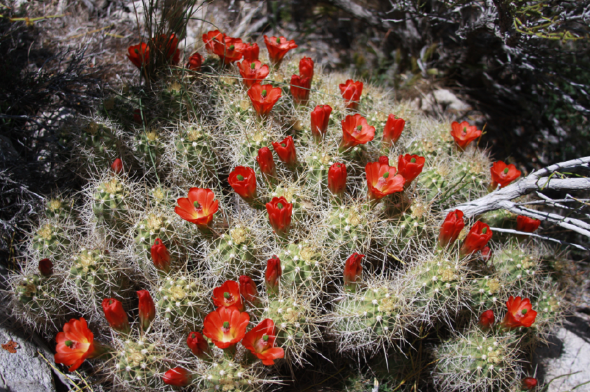 Mojave mound cactus (photo by A. O'Neill)