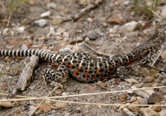 Leopard lizard (photo by A. Ambos)