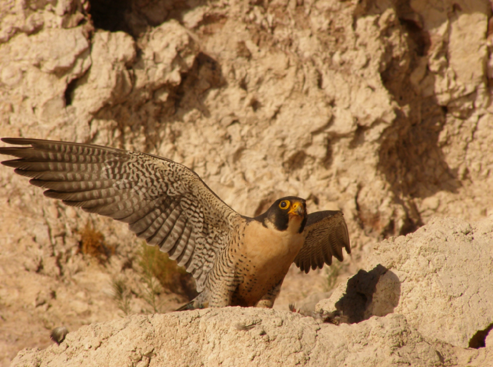 Peregrine falcon (photo by J. Barnes)