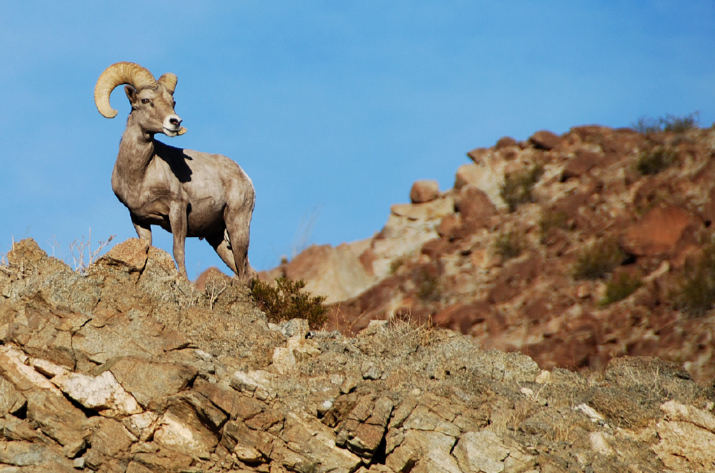 Bighorn sheep (photo by W. Prouty)