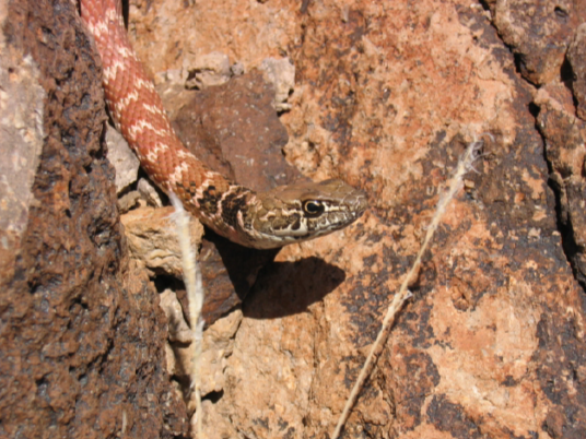 Coachwhip snake (photo by X. Glaudas)
