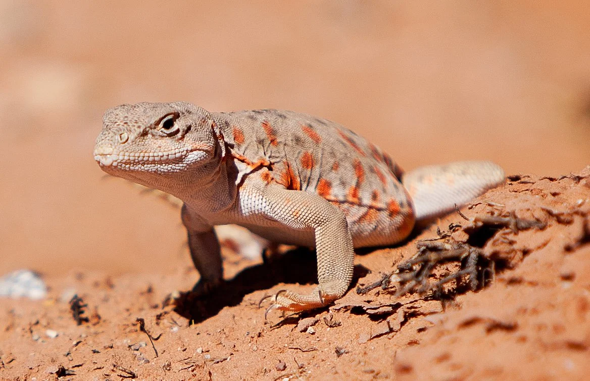 The Long-Nosed Leopard Lizard and Other Local Road Menaces!