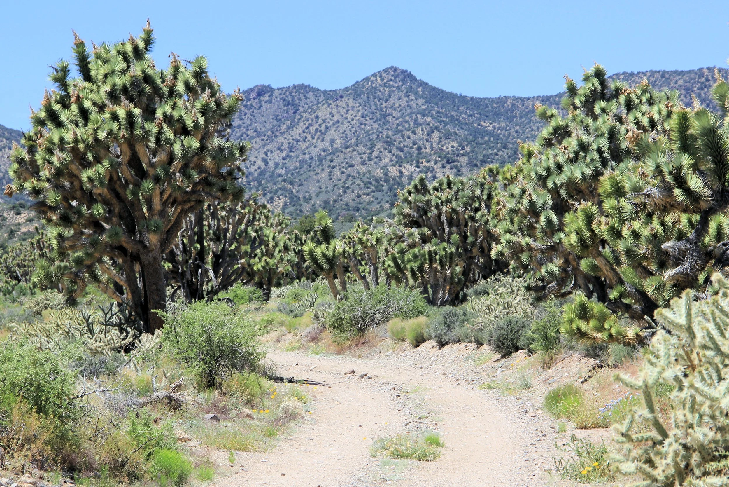 Alan O'Neill - Pine Spring Backcountry Drive  .JPG