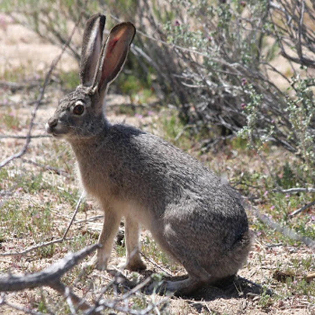 Wee Thump Eldorado Trail - black-tailed jackrabbit.jpg