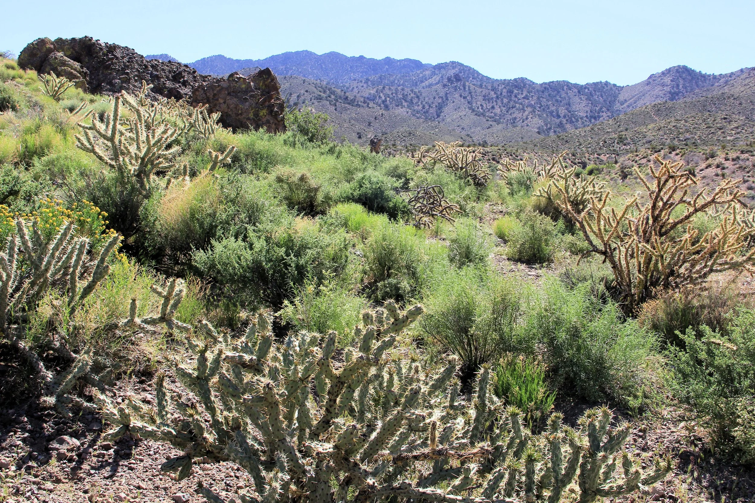 McCullough Spring Backcountry Drive. - Barrel Cactus (2).JPG