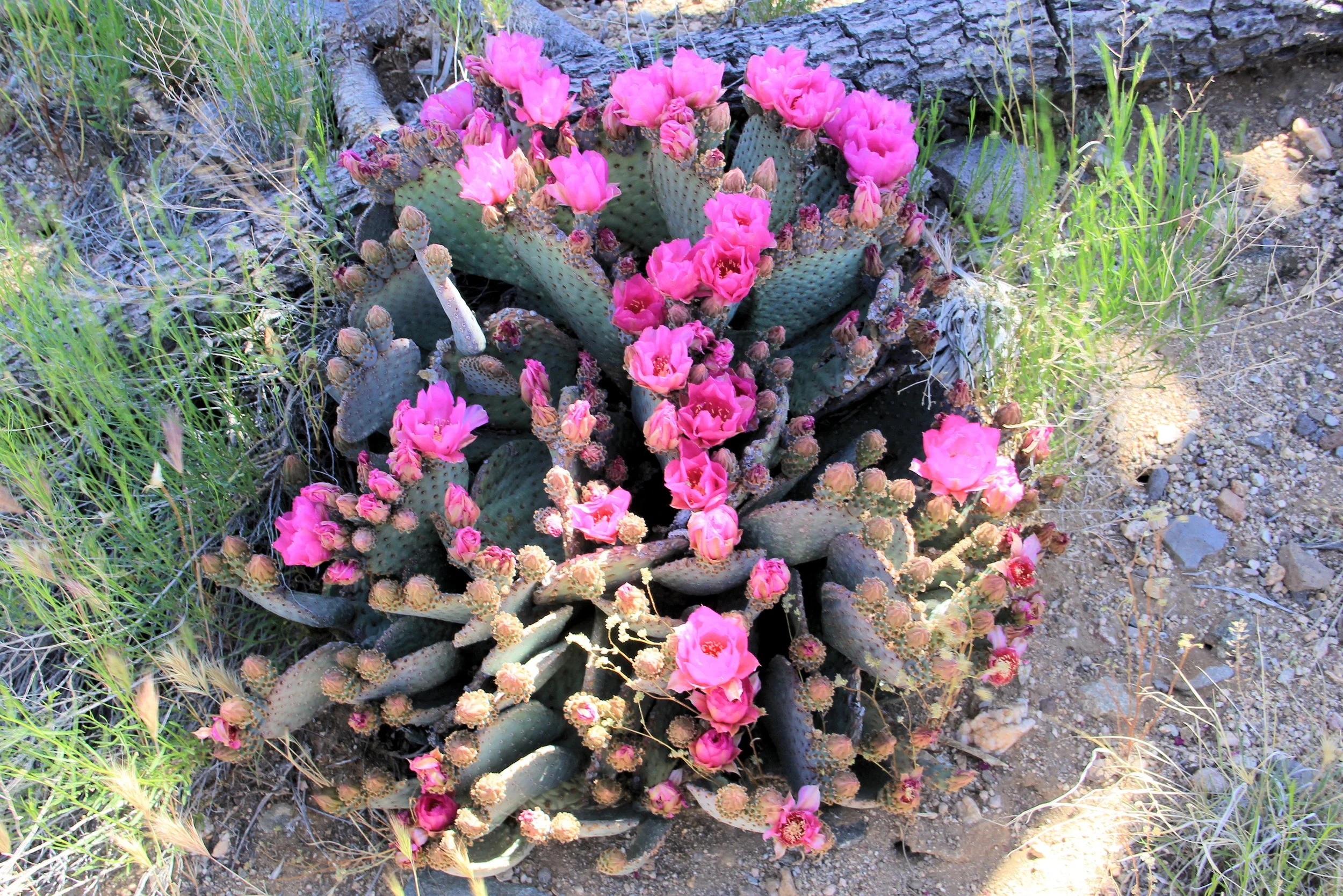 Wee Thump Eldorado Trail - Beavertail Cactus .JPG
