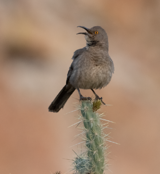 Curve-billed thrasher (photo by A. Harper)