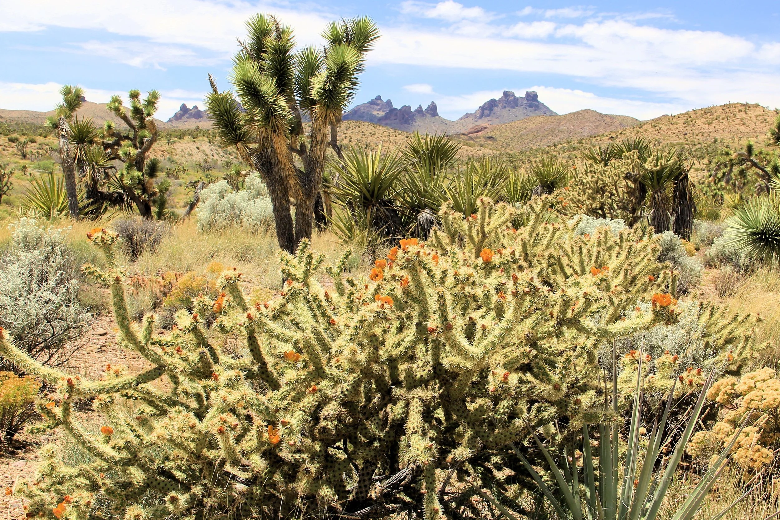 Walking Box Ranch Road BC Drive - Castle Peaks .JPG