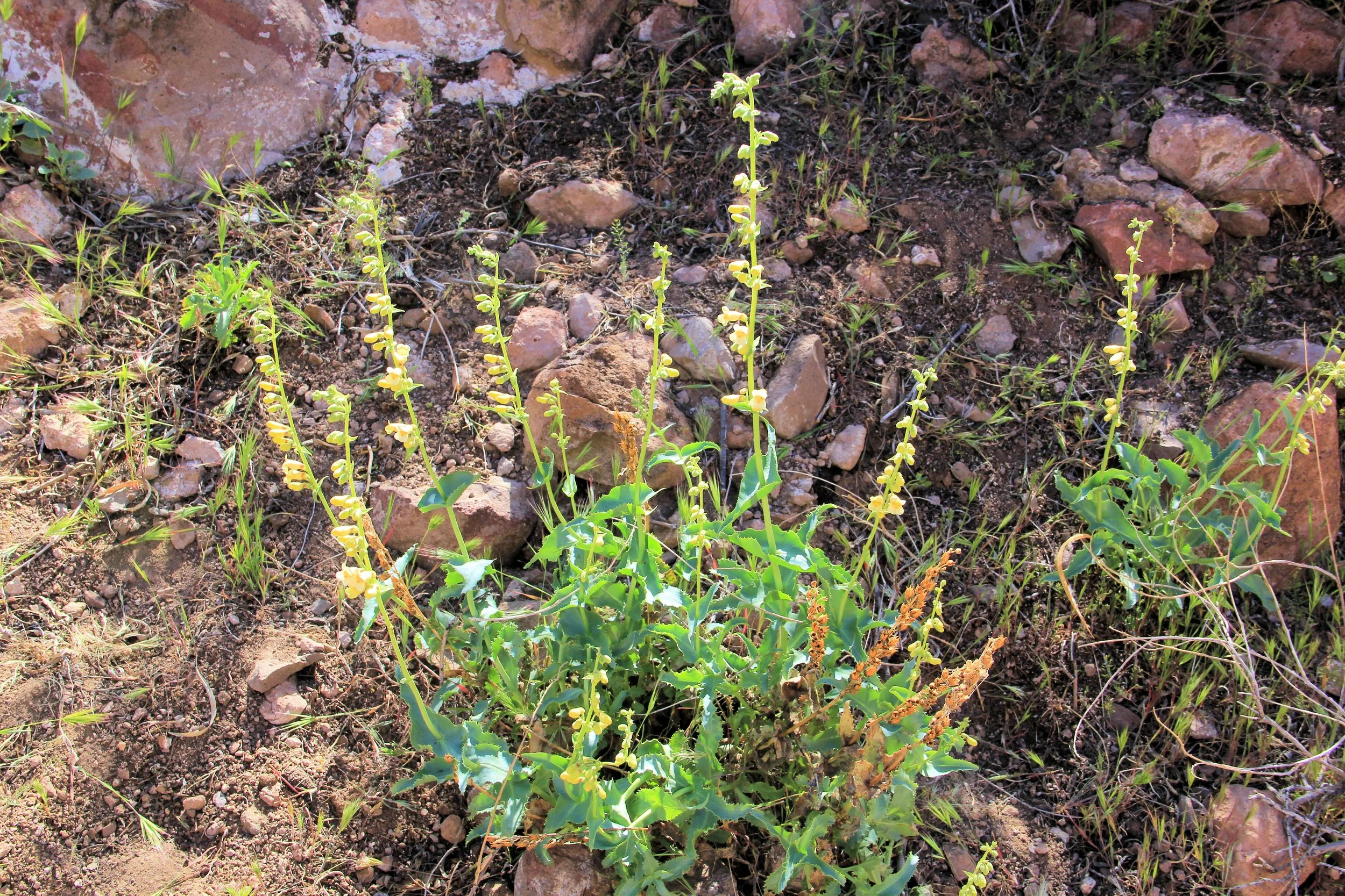 5. McCullough Spring Backcountry Drive. -Penstemon.JPG