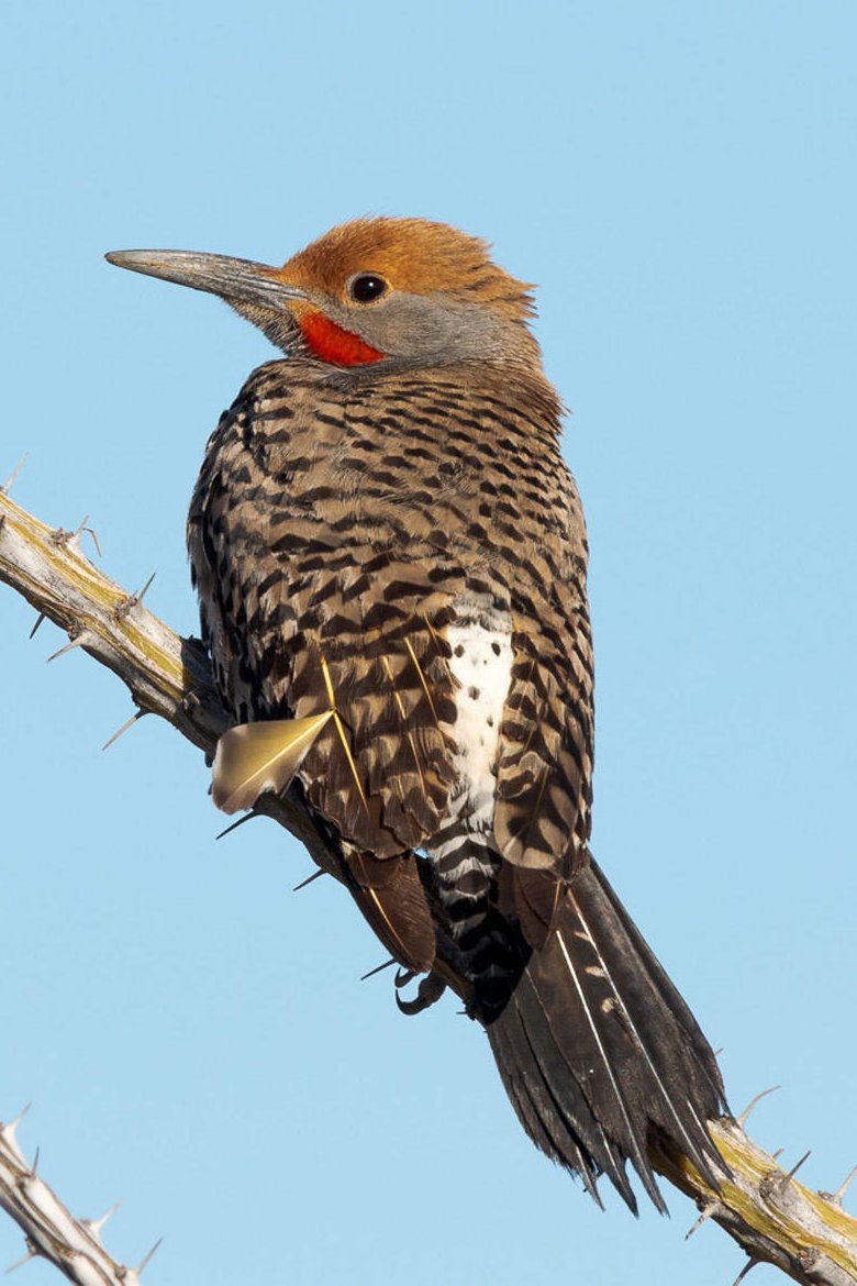 Wee Thump Eldorado Trail - Golden Flicker (photo taken from web - no restrictions indicated .jpg