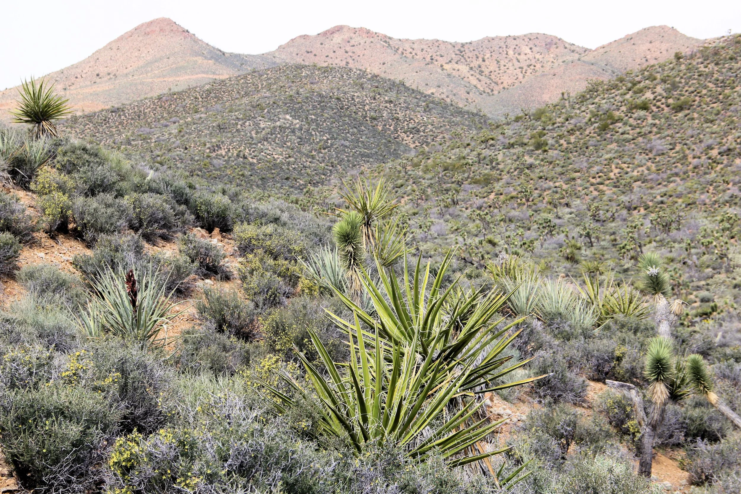 GUIDED HIKE: Crescent Peak Ridges Trail — Friends of Avi Kwa Ame ...