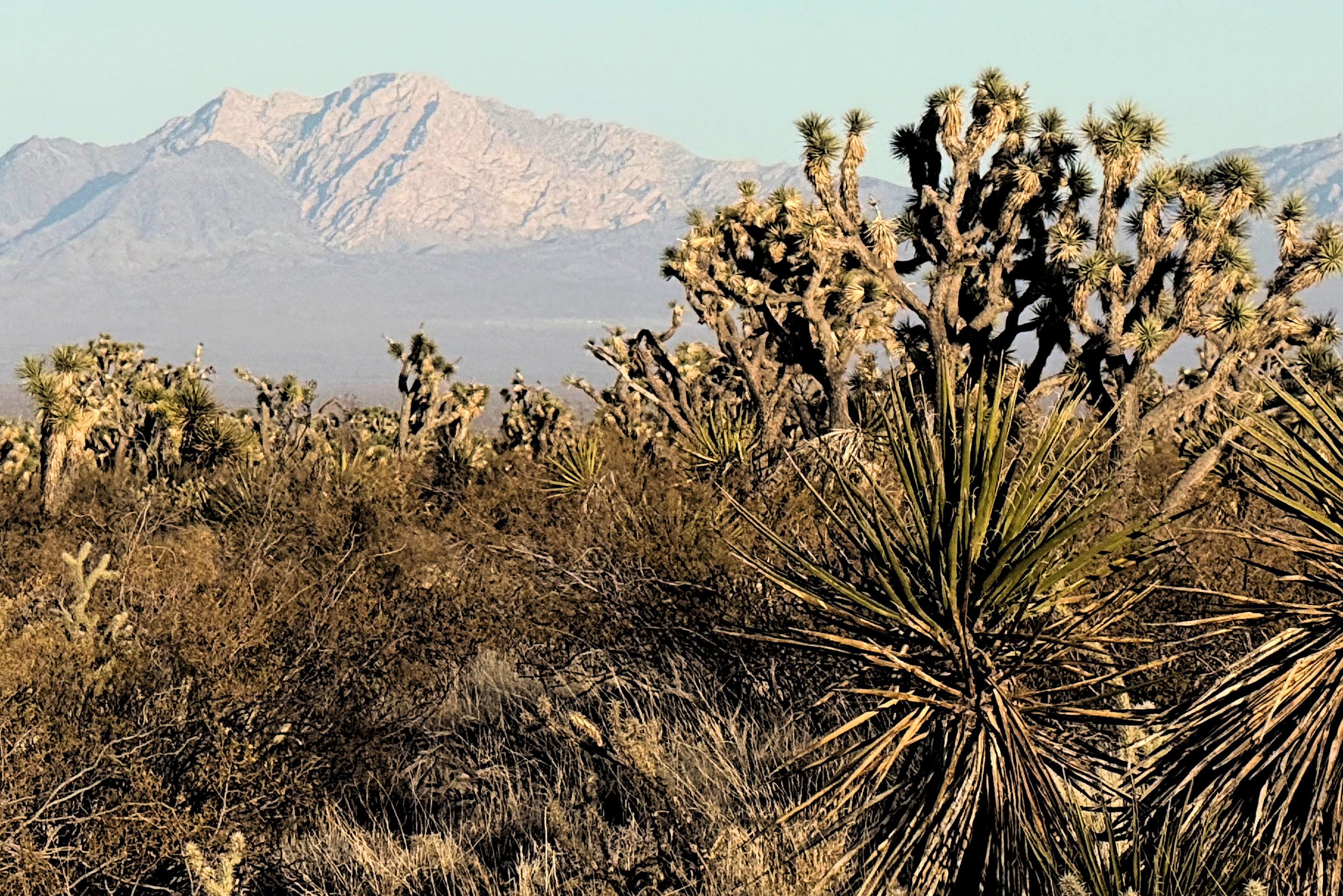 Spirit Mountain from WBR.JPG