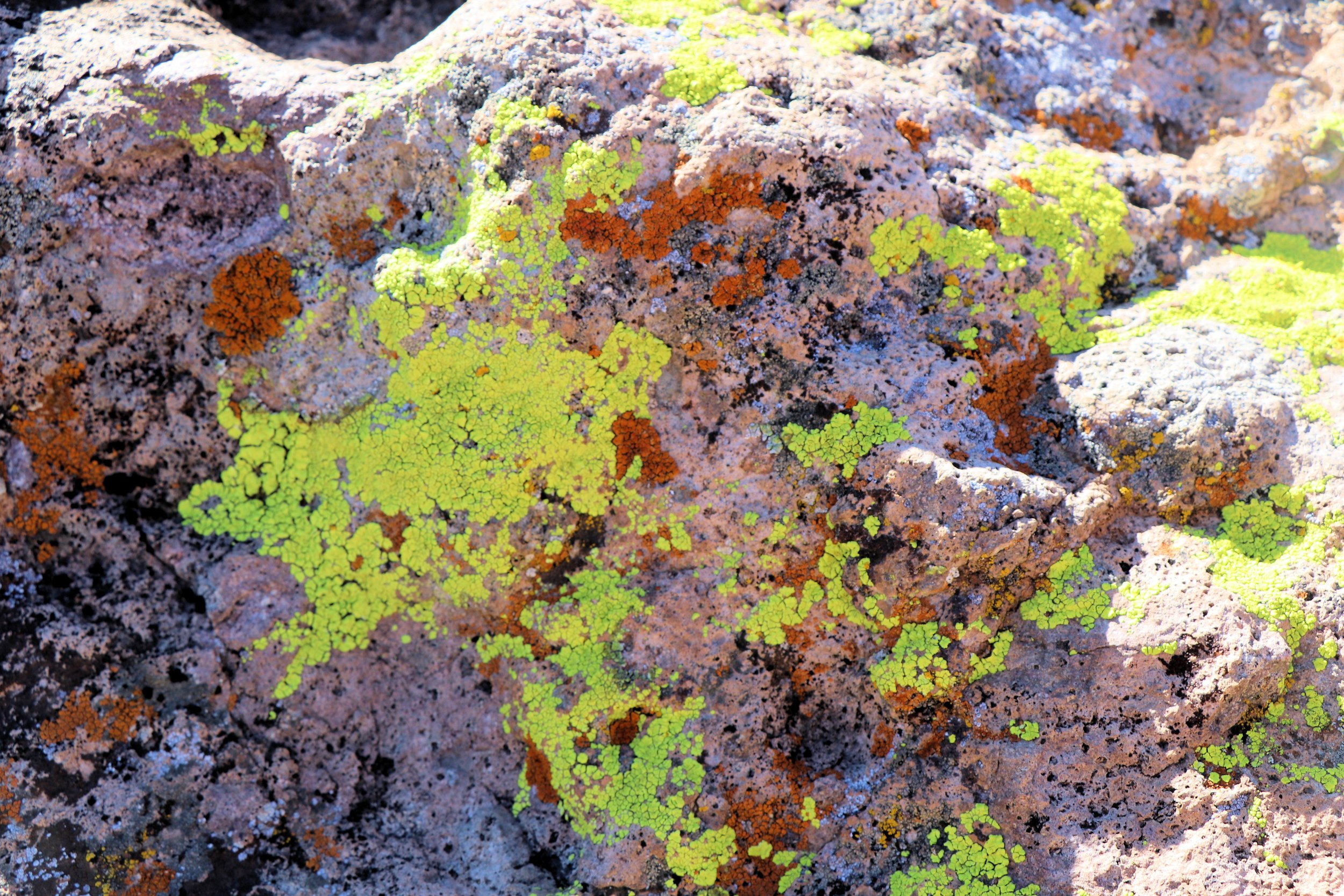 7. McCullough Spring Backcpountry Drive  - Lichen  (2).JPG