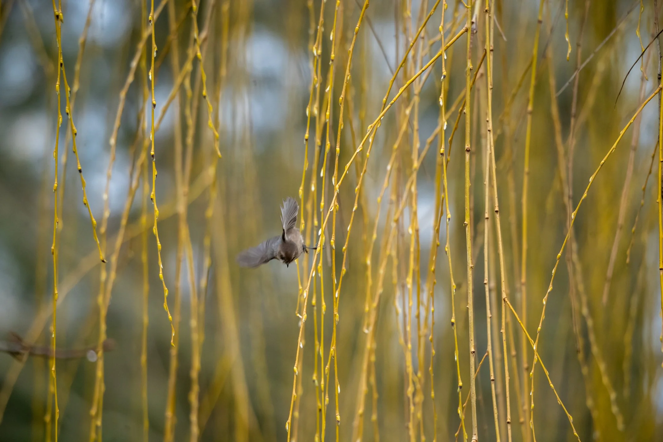 American Bushtit in flight_1.jpg
