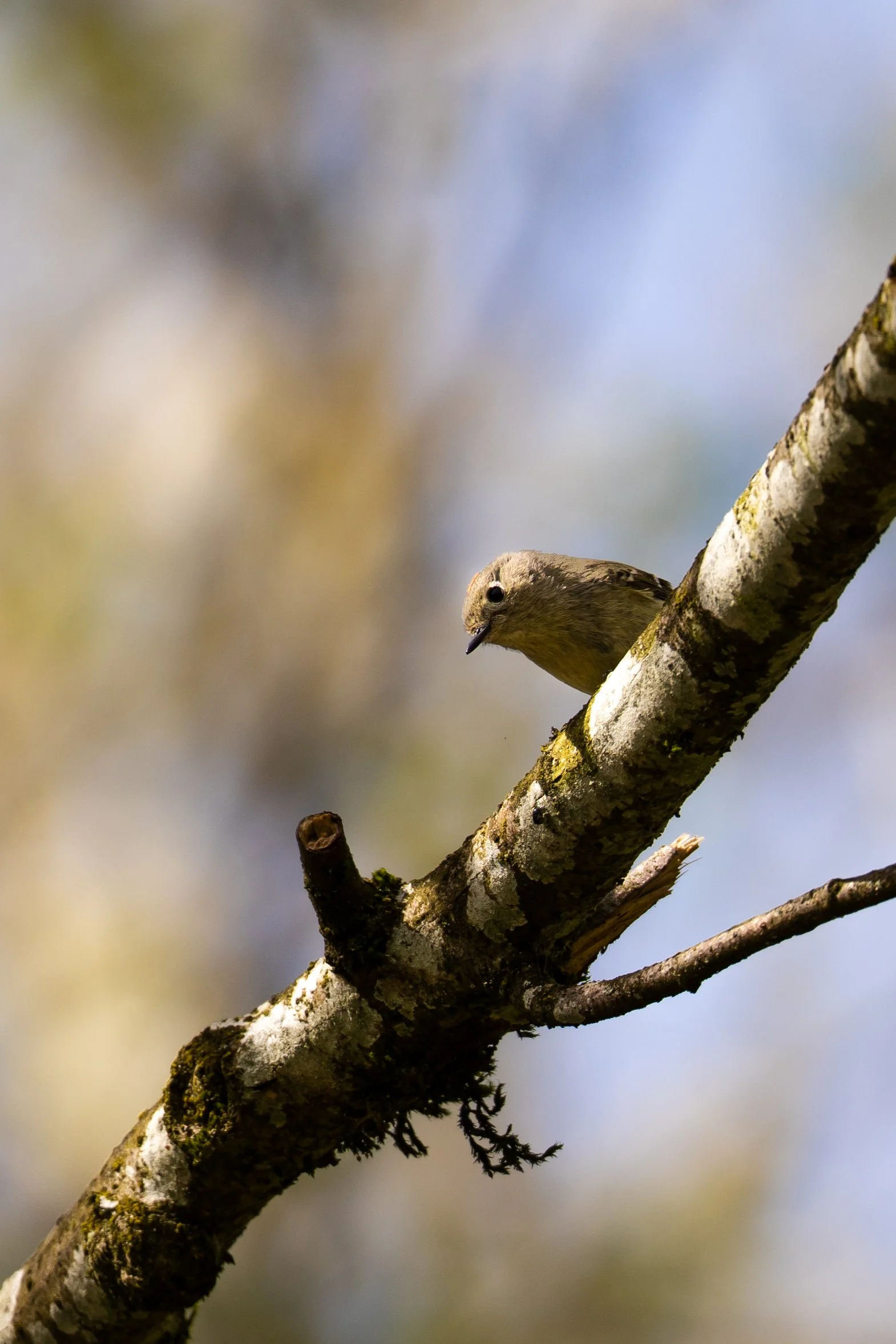Ruby Crowned Kinglet 3 - Island 22.jpg