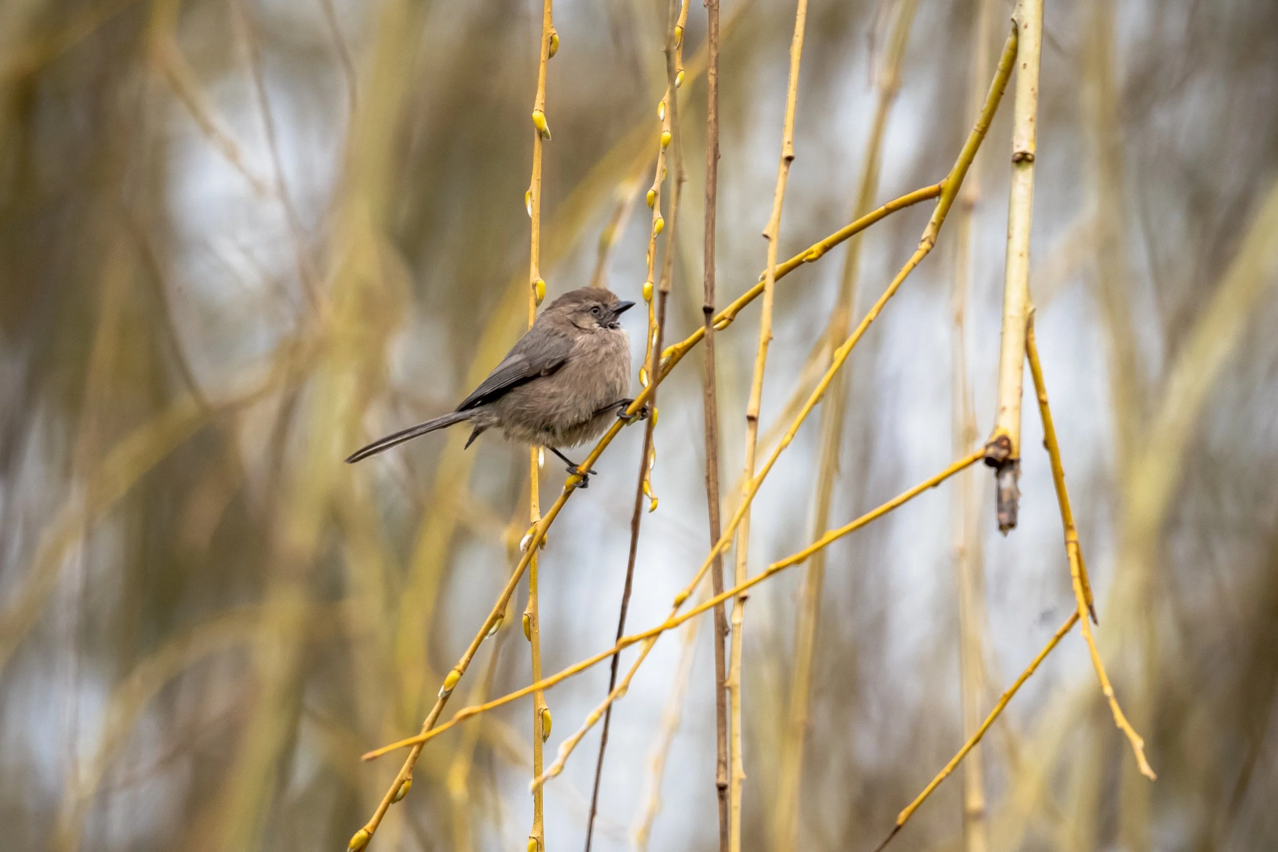 American Bushtit 3 - Browne Wetlands.jpg