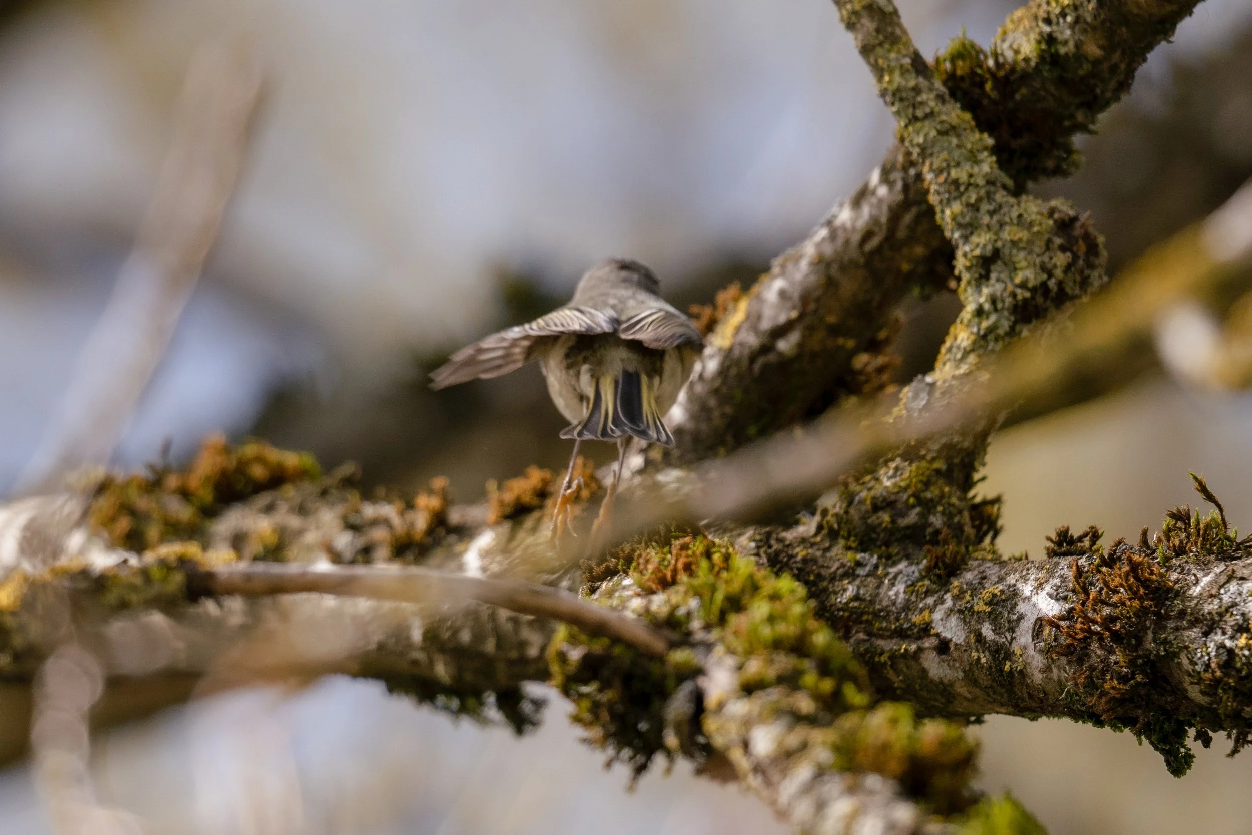 Ruby Crowned Kinglet 7 - Island 22_0.jpg