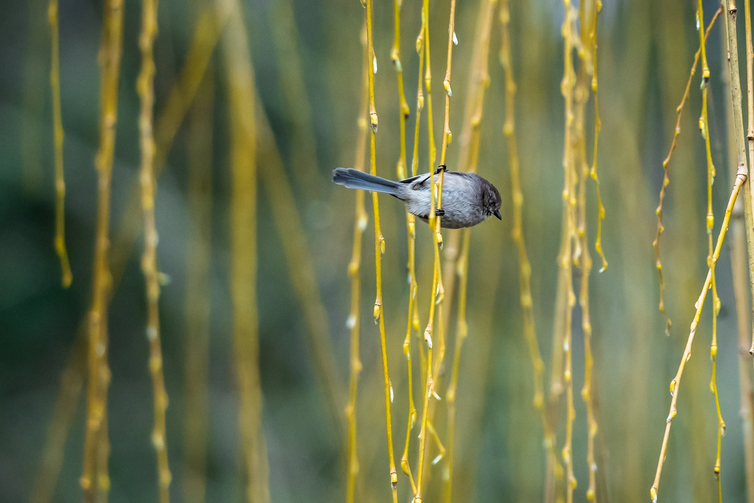 American Bushtit - Browne Wetlands_0.jpg