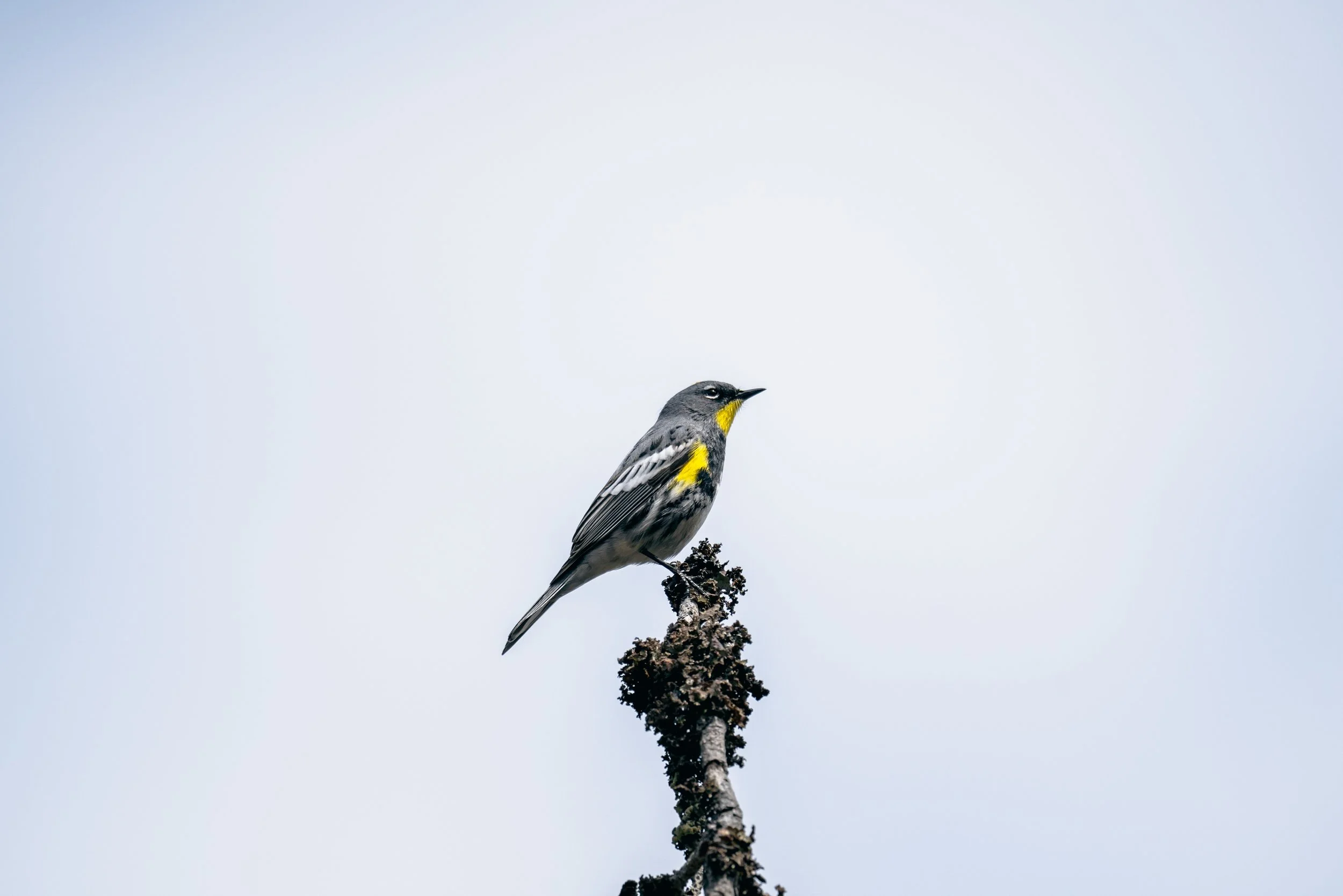 Audubons Warbler_0.jpg