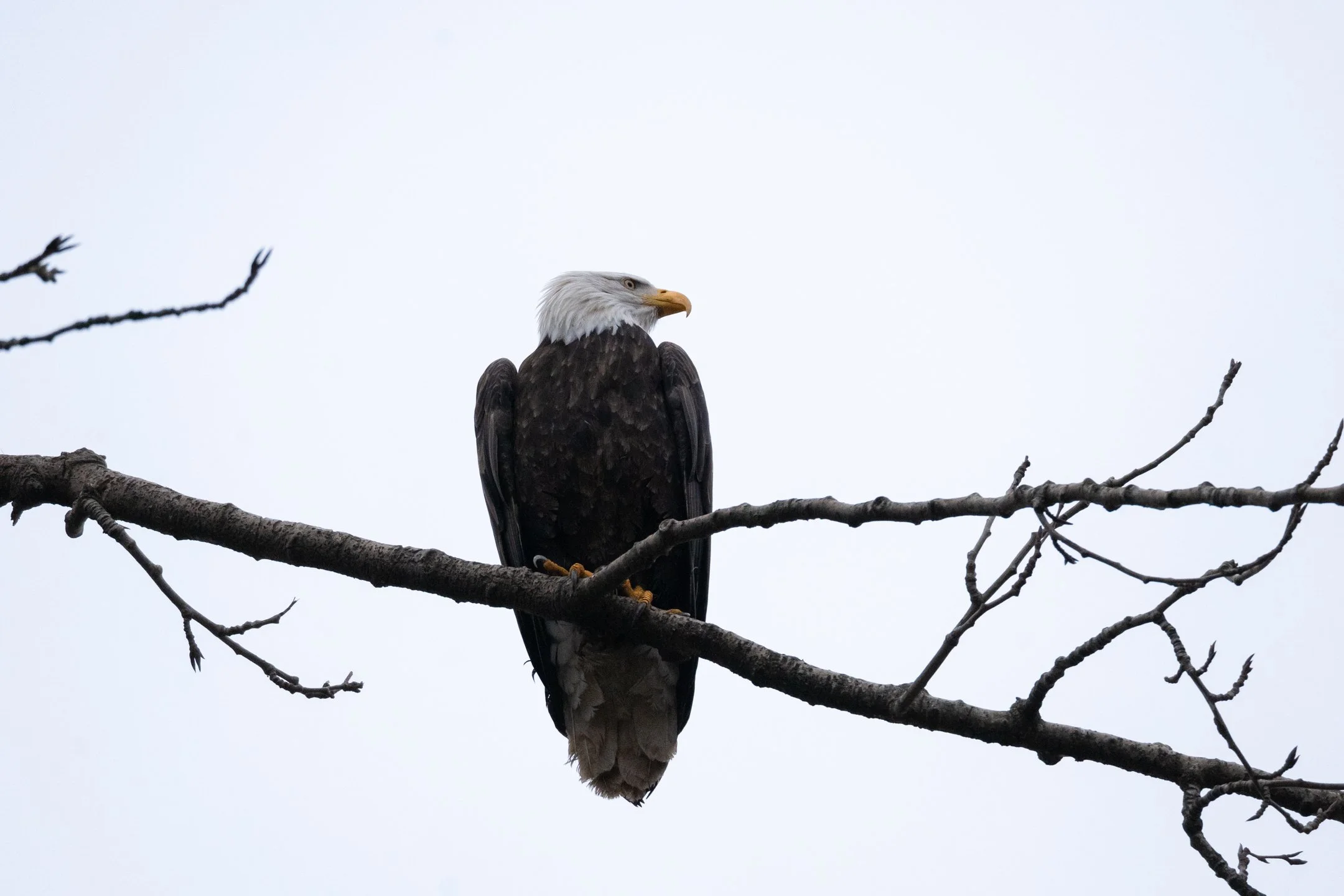Bald Eagle_0.jpg