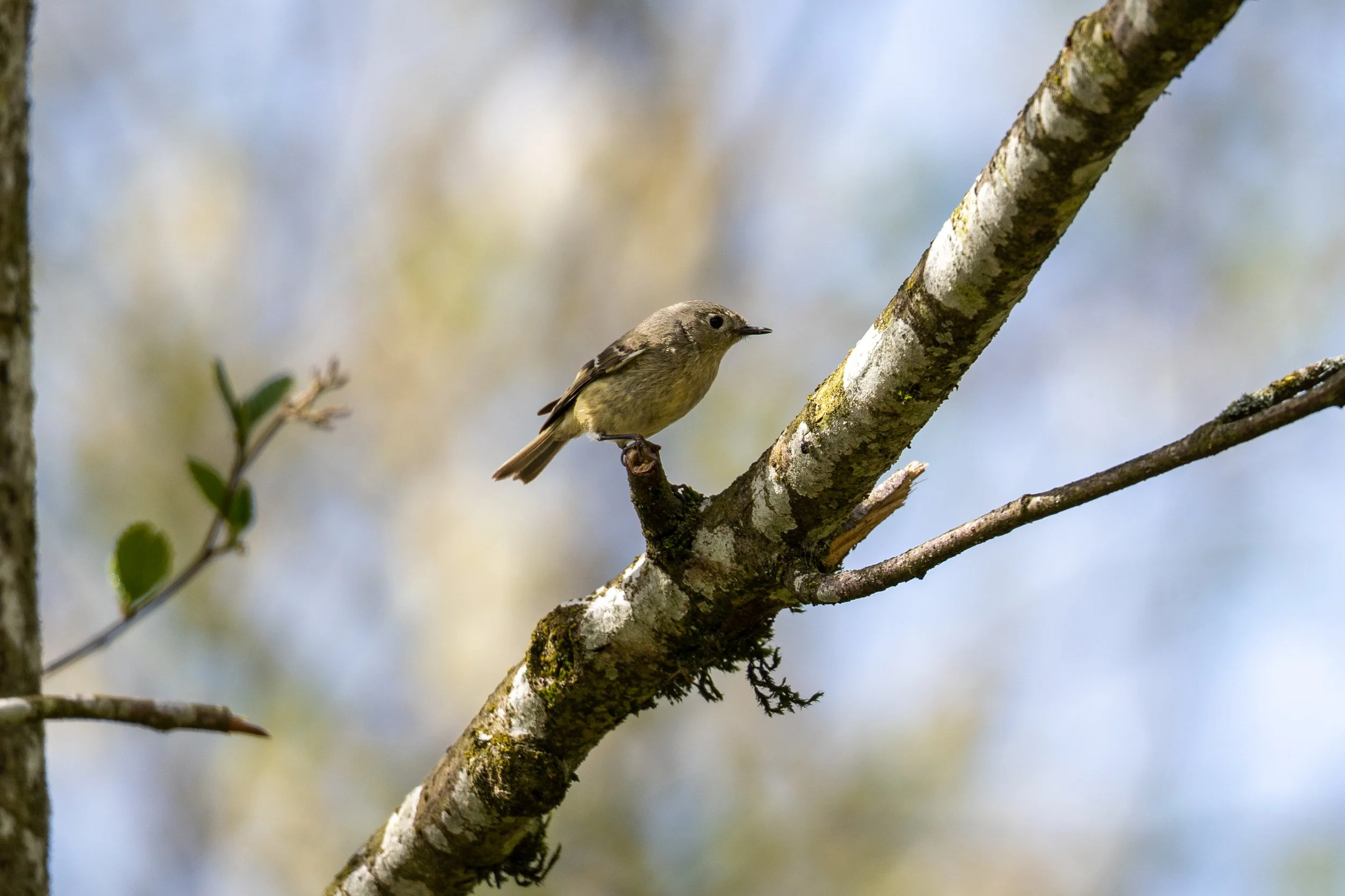 Ruby Crowned Kinglet 2 - Island 22.jpg