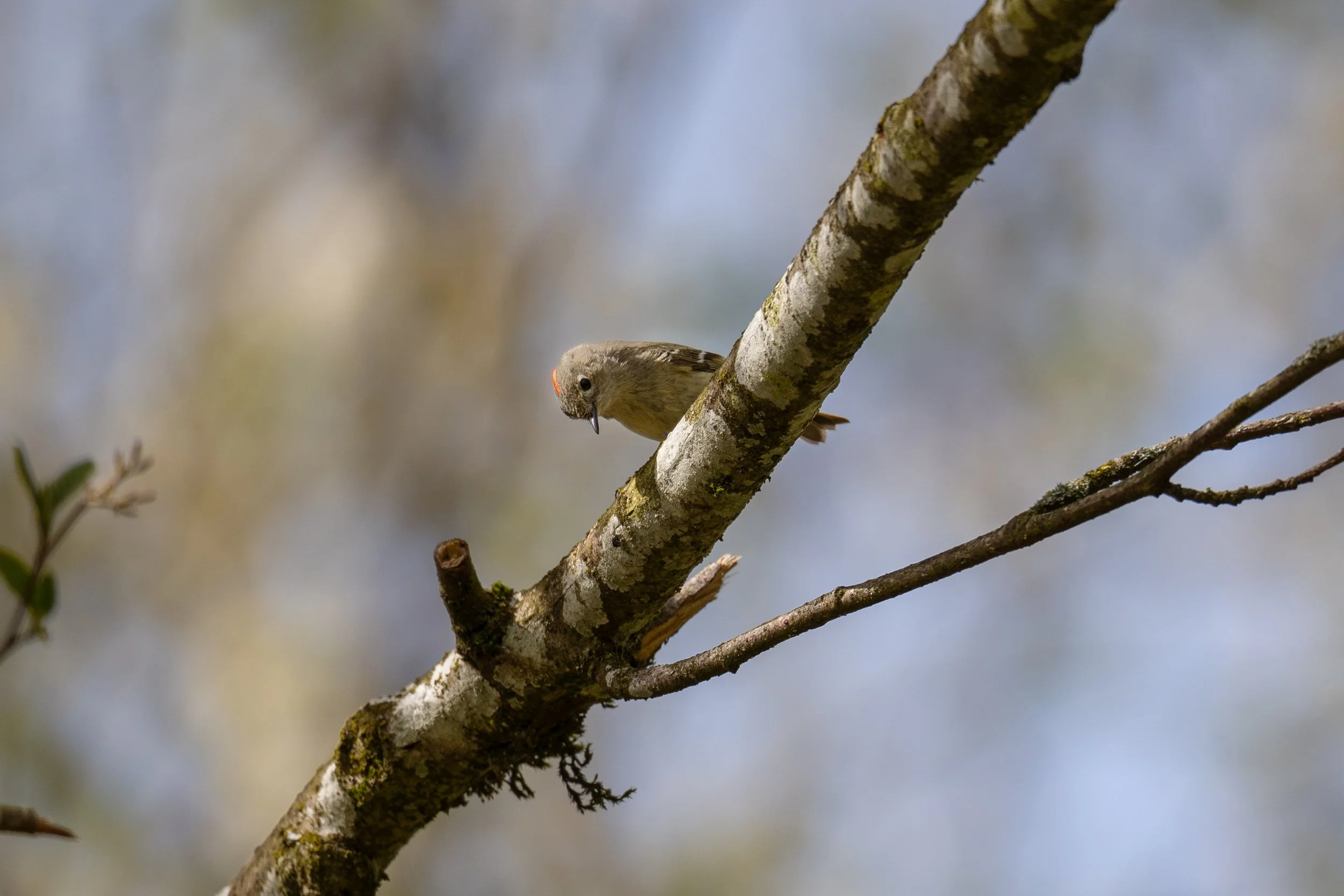 Ruby Crowned Kinglet 5 - Island 22_0.jpg