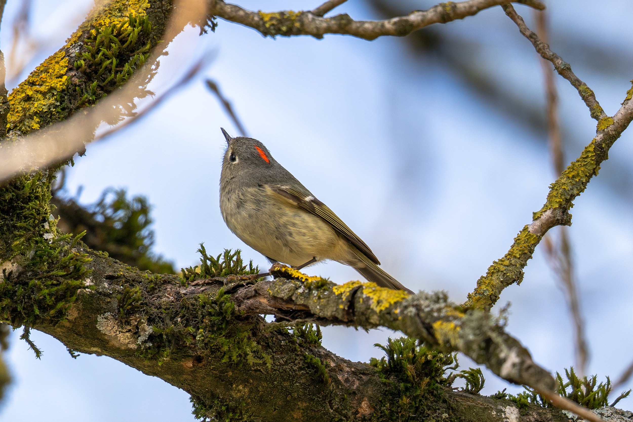 Ruby Crowned Kinglet 8 - Island 22.jpg