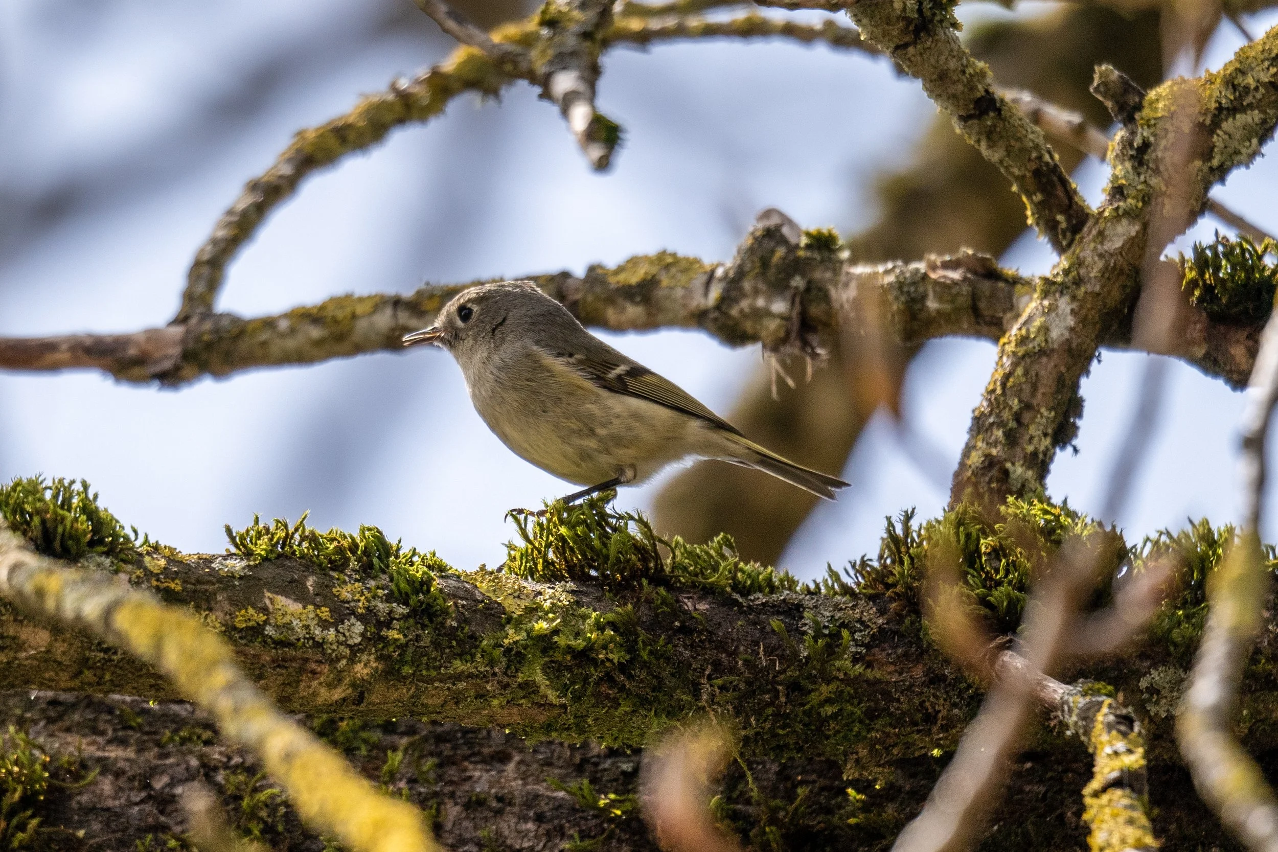 Ruby Crowned Kinglet 9 - Island 22_0.jpg