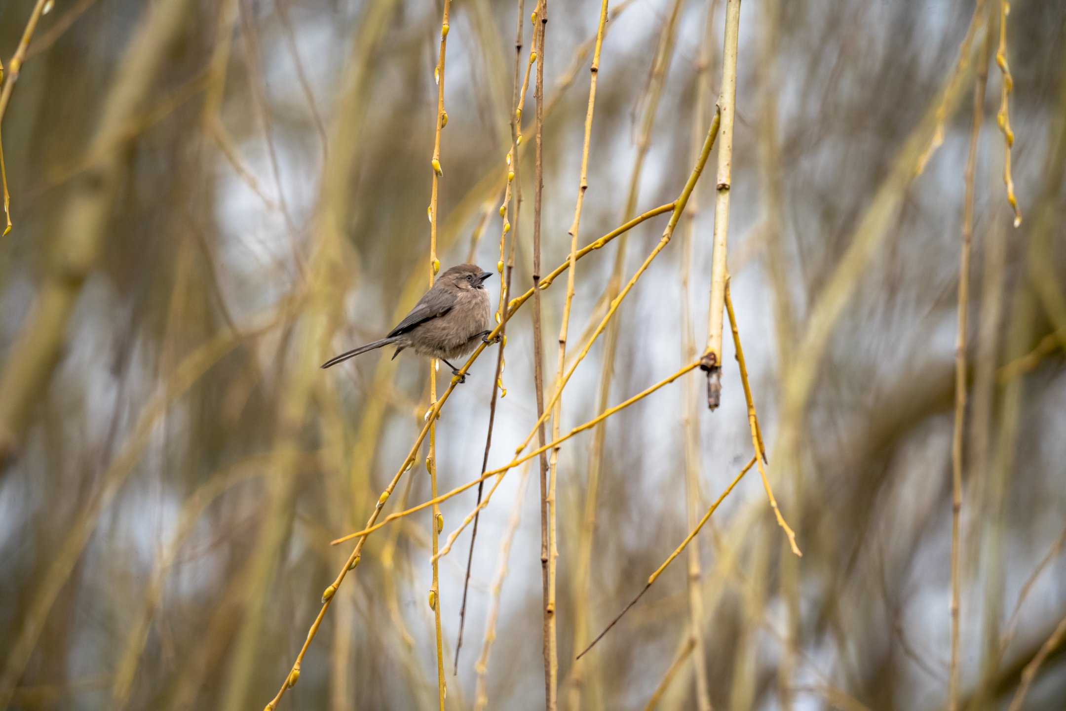 American Bushtit 2_0.jpg