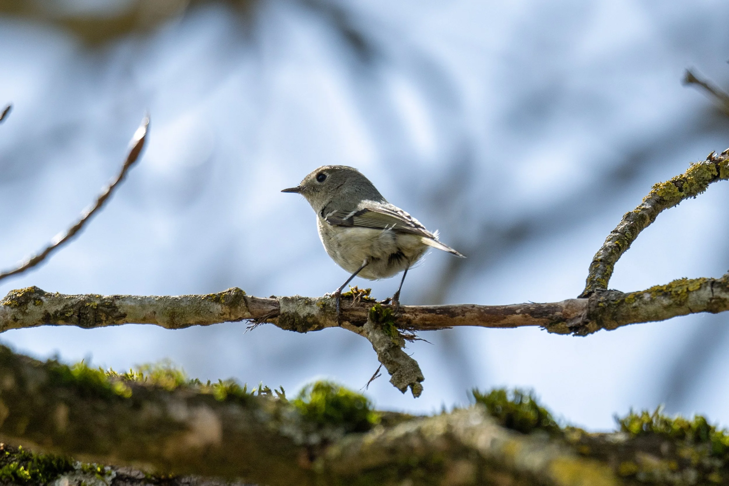 Ruby Crowned Kinglet 10 - Island 22_0.jpg