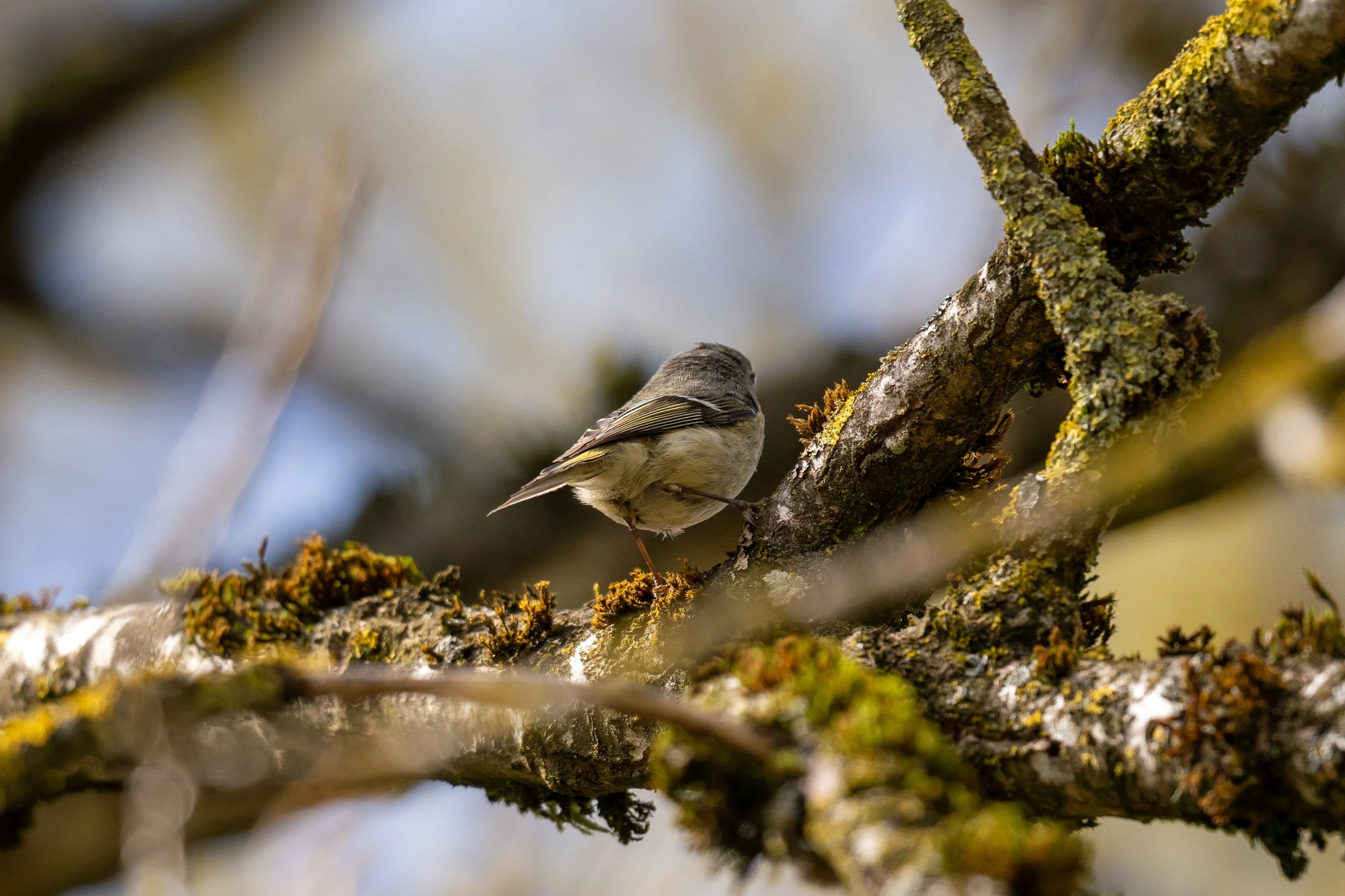 Ruby Crowned Kinglet 6 - Island 22_0.jpg