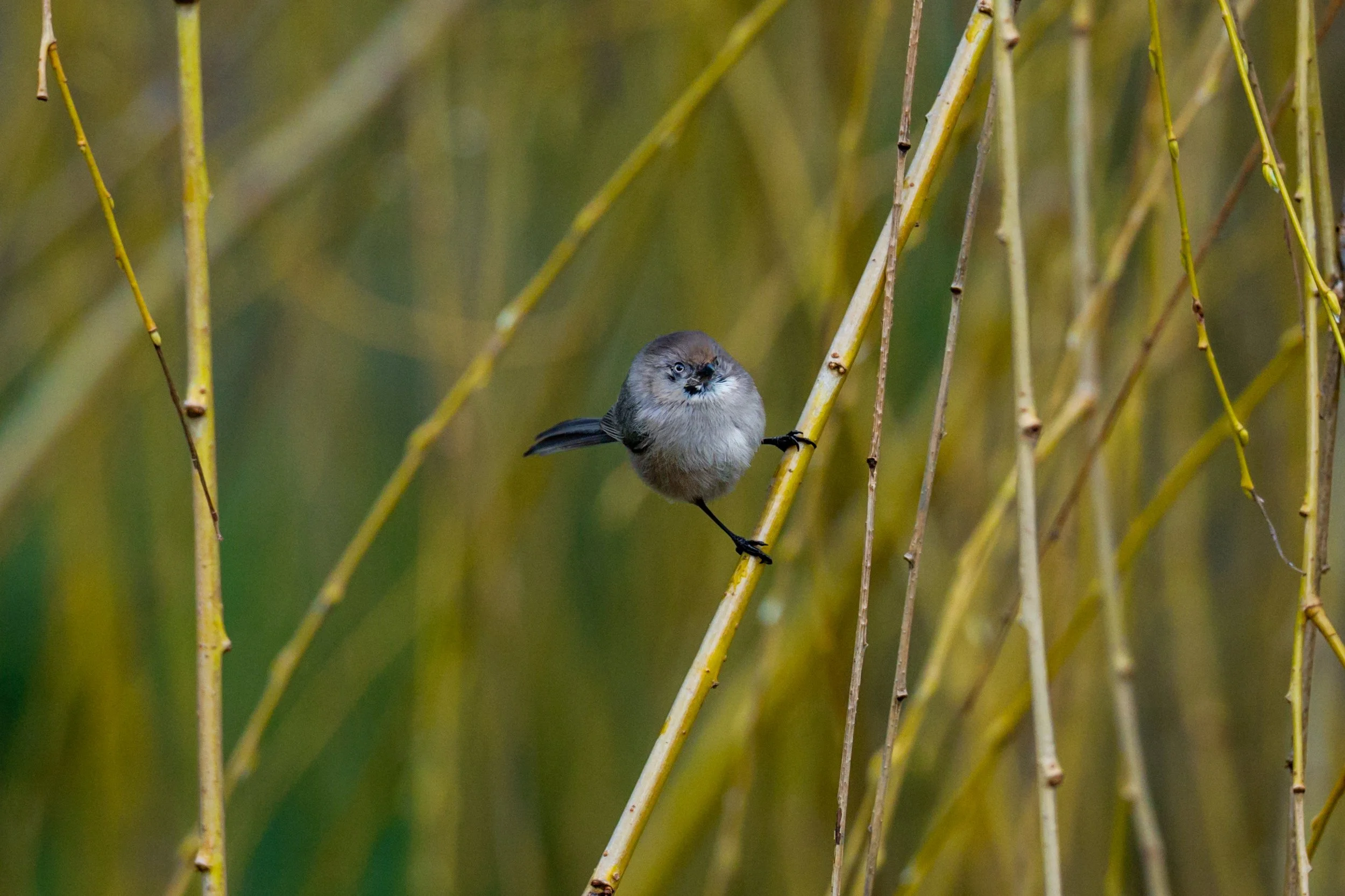 American Bushtit 2 - Island 22_0.jpg