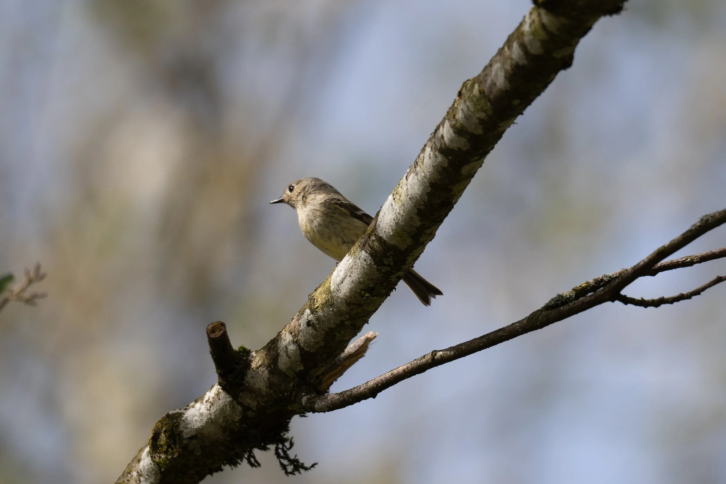 Ruby Crowned Kinglet 4 - Island 22.jpg