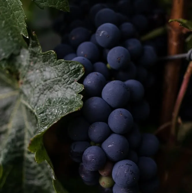 Tim’s top Margaret River Wineries.
