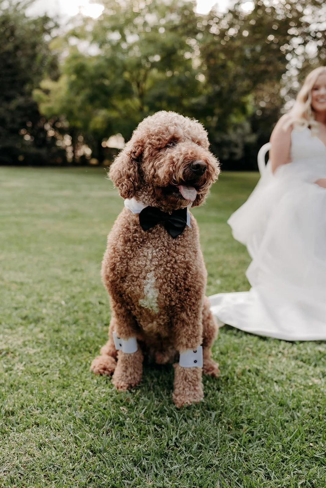 We love dogs&hellip; especially when that cute!

Please feel free to bring your dog along for the ceremony and photos afterwards. Needless to say, dogs need to be supervised, on a leash and looked after (doggy bag) all the time. We kindly remind you 